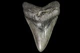 Large, Fossil Megalodon Tooth - Georgia #76459-2